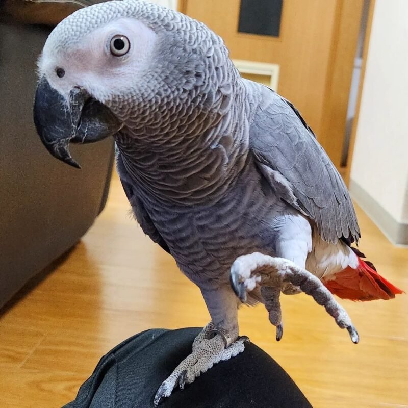 African Grey Australia