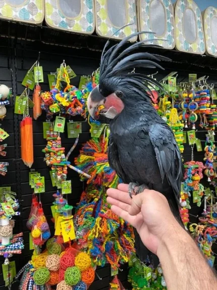 BLACK PALM COCKATOO AUSTRALIA