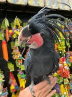 BLACK PALM COCKATOO AUSTRALIA