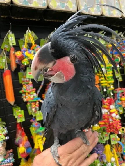 BLACK PALM COCKATOO AUSTRALIA