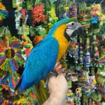 BLUE & GOLD MACAW AUSTRALIA