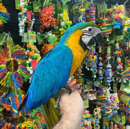BLUE & GOLD MACAW AUSTRALIA