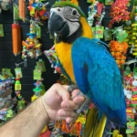 BLUE & GOLD MACAW AUSTRALIA