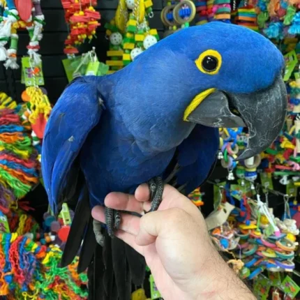 BUY HYACINTH MACAW AUSTRALIA