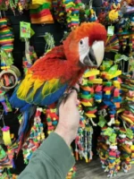 BUY SCARLET MACAW AUSTRALIA