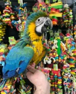 CATABLUE MACAW HYBRID