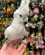 DUCORPS COCKATOO AUSTRALIA