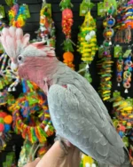 GALAH COCKATOOS