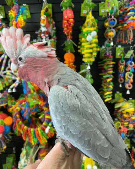 GALAH COCKATOOS