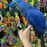 BUY HYACINTH MACAW AUSTRALIA