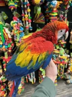 BUY SCARLET MACAW AUSTRALIA