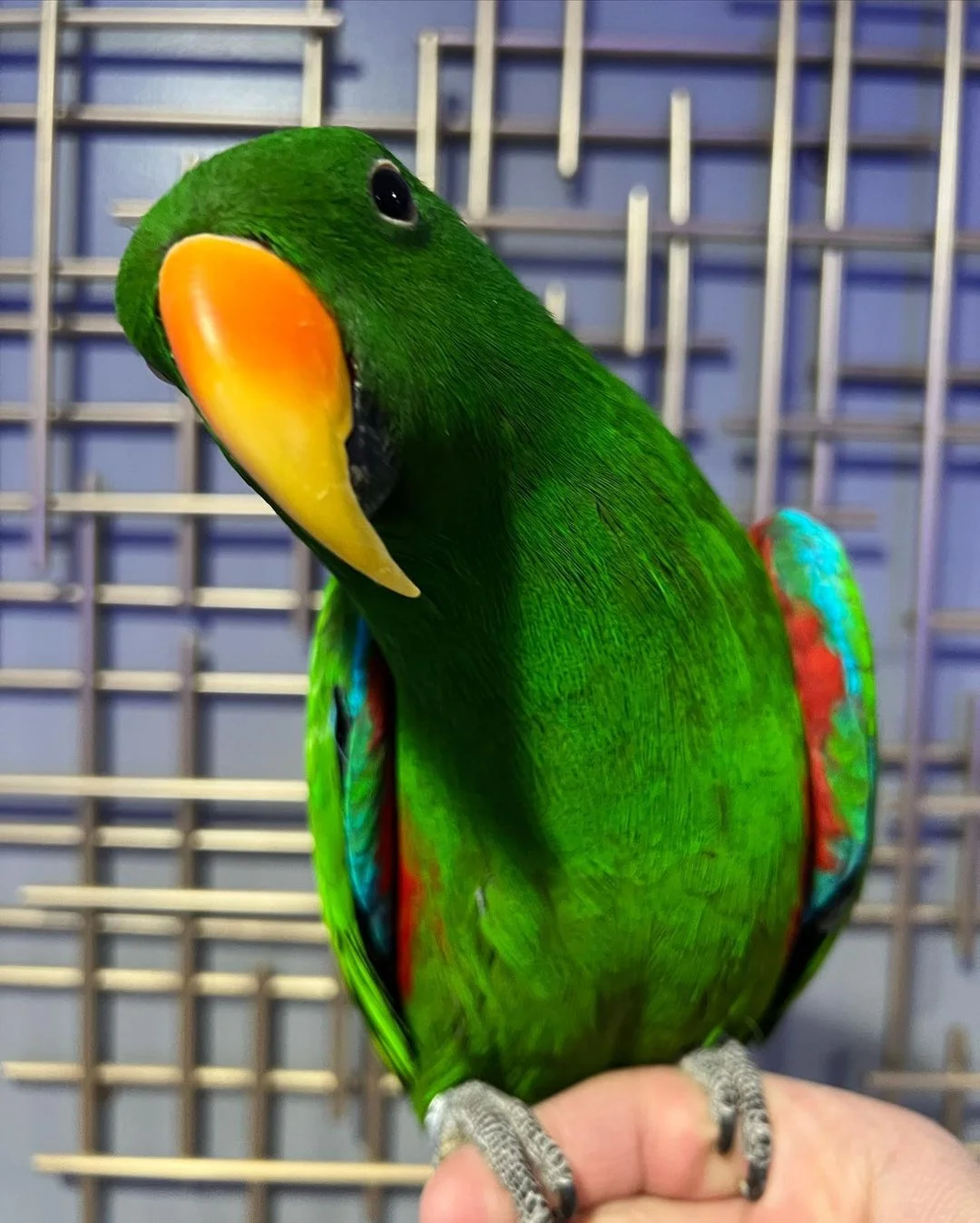 SOLOMON ISLAND ECLECTUS MALE
