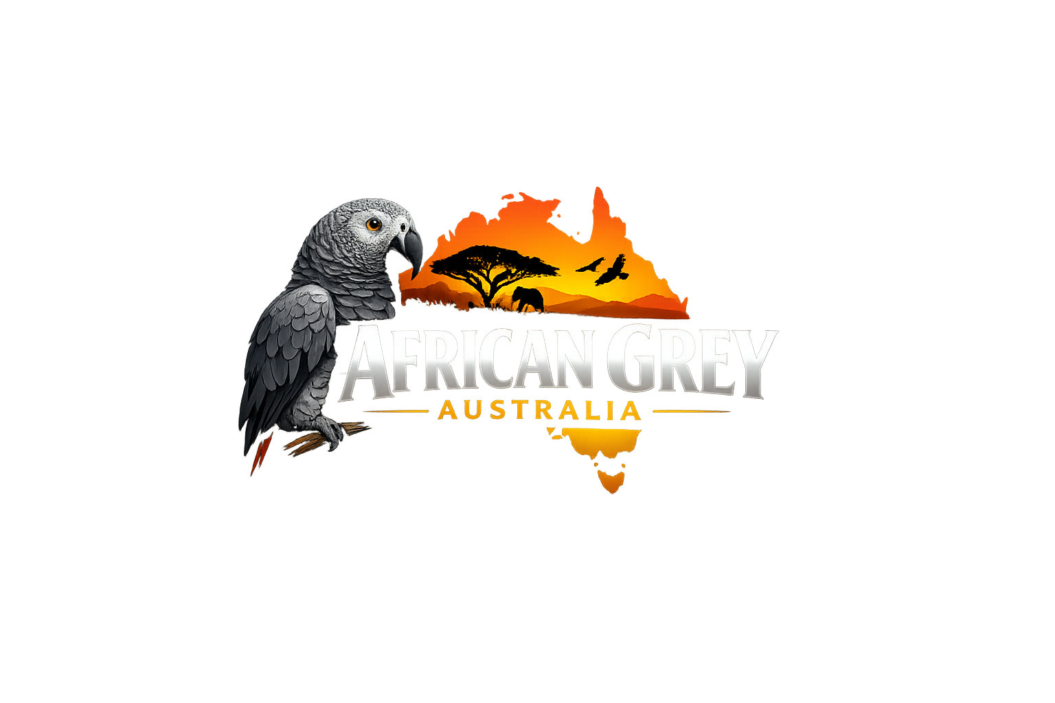 BUY AFRICAN GREY AUSTRALIA